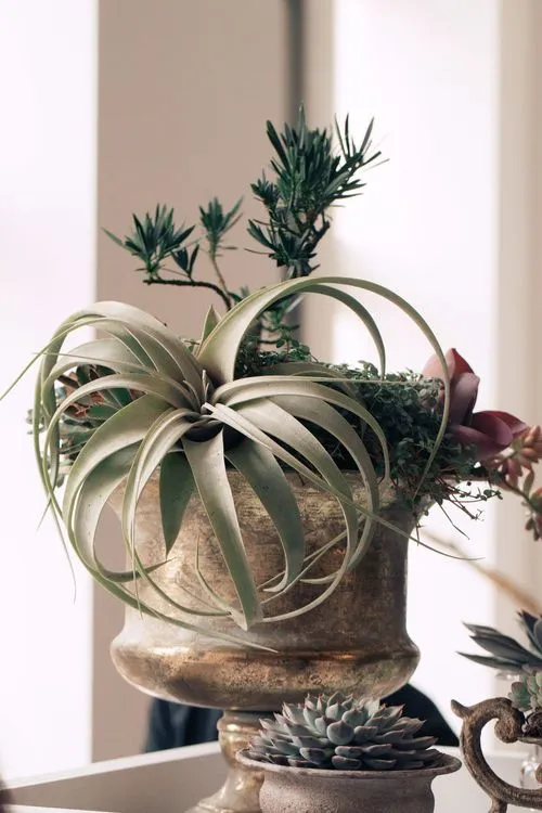 Arabesque Accents — Rectangular Table