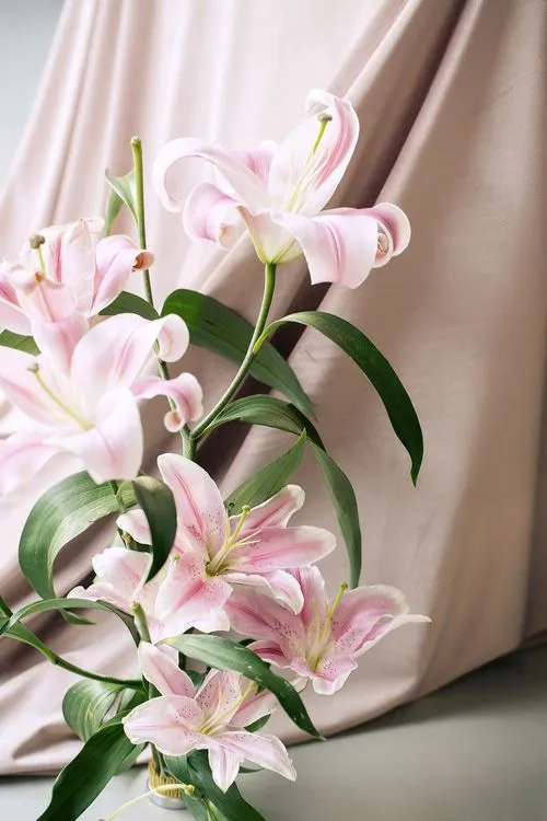 Velvet chairs lilac green shades